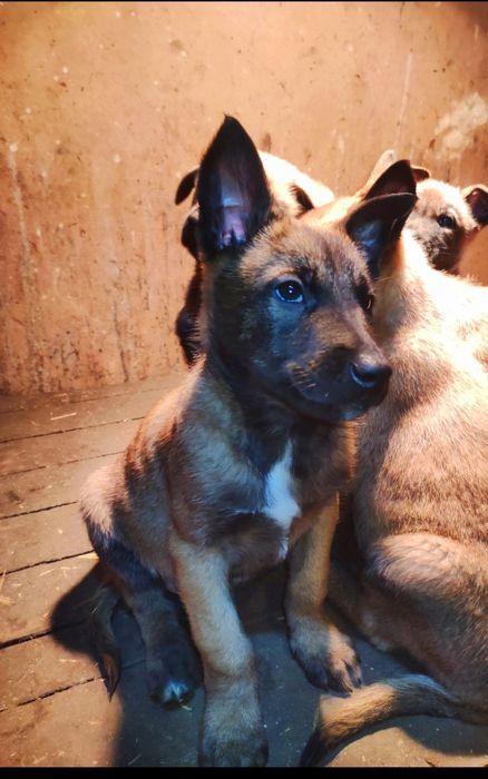 Щенки Бельгиской овчарки МАЛИНУА