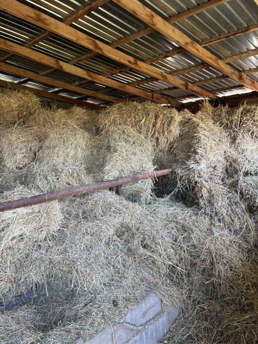 Шоп эспарсент жонышка