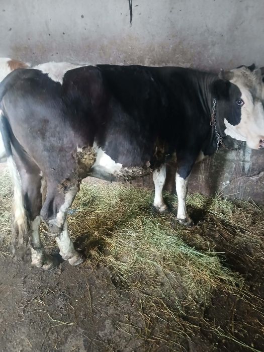 Vând vaca  4 ani  gestanta 8 luni