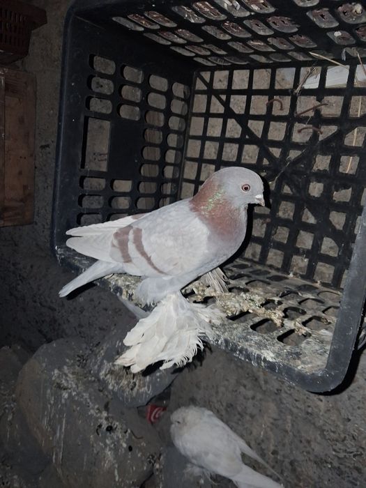 Голуби тасманы 5000тыс