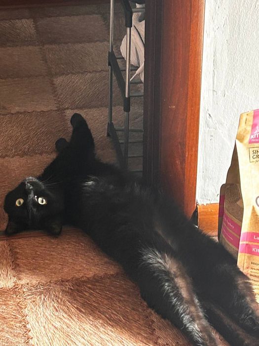 Отдам котика срочно