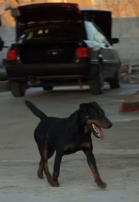 Ягдтерьер вязка кабель