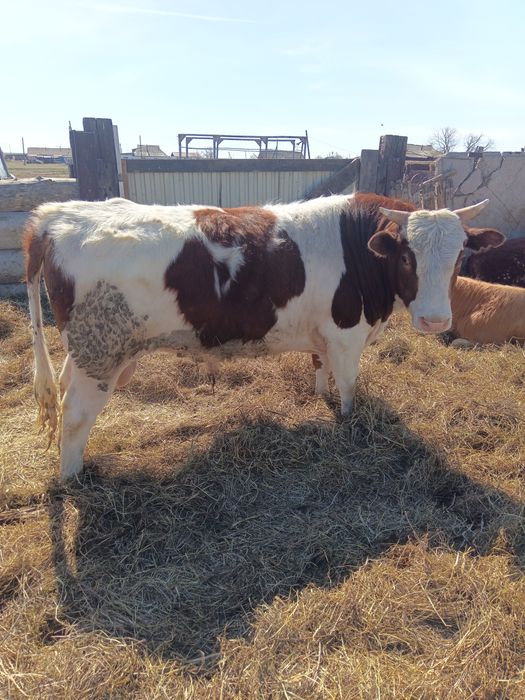 Продам бычков 5 голов