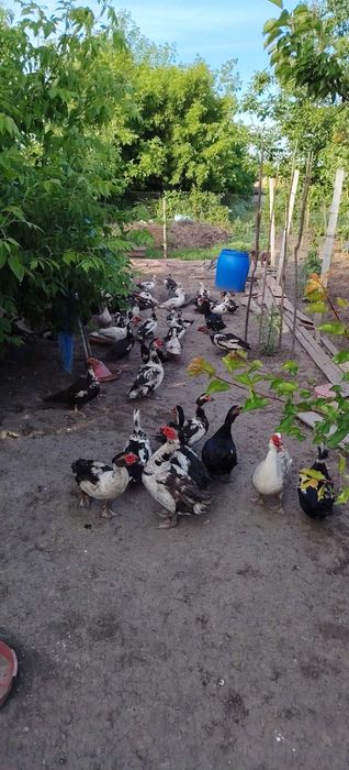 Rațe mute se vinde tot lotul
