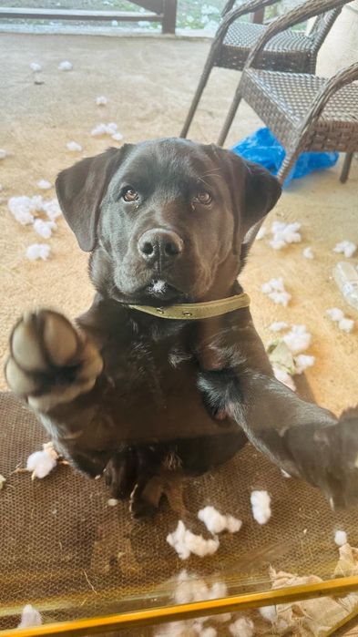 Отдаем щенков помесь лабрадора и ротвеллера