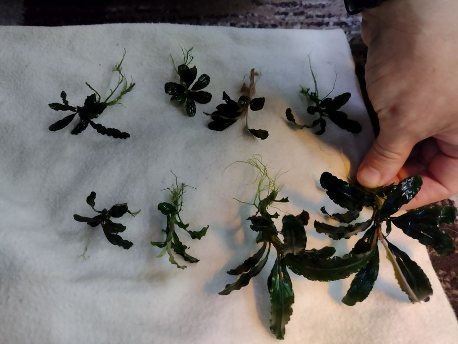 Plante acvariu pesti