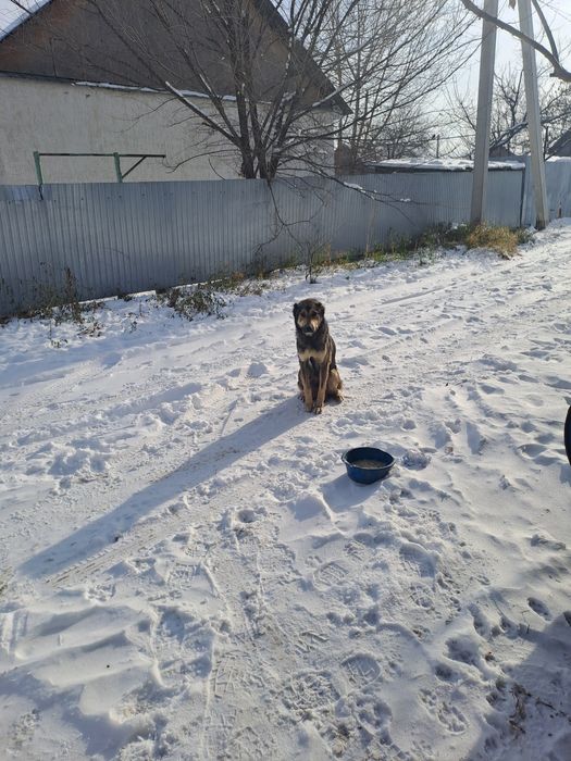 Шенки тобет девочки и мальчики