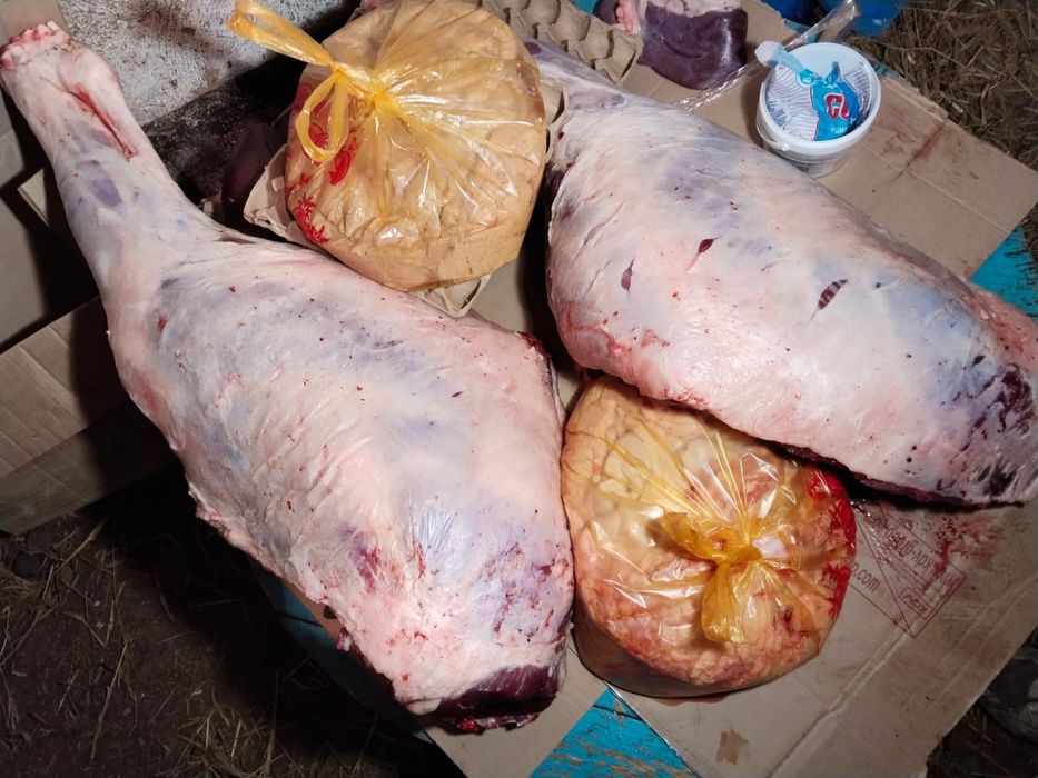 Мясо продаем конина.