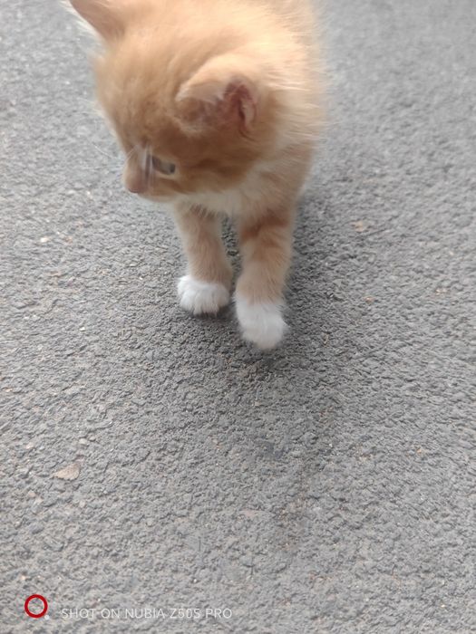 Котята Мейн Куна