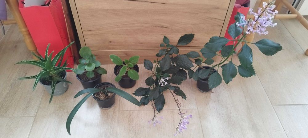 Продавам комплект от 6 цветя за 8 евро