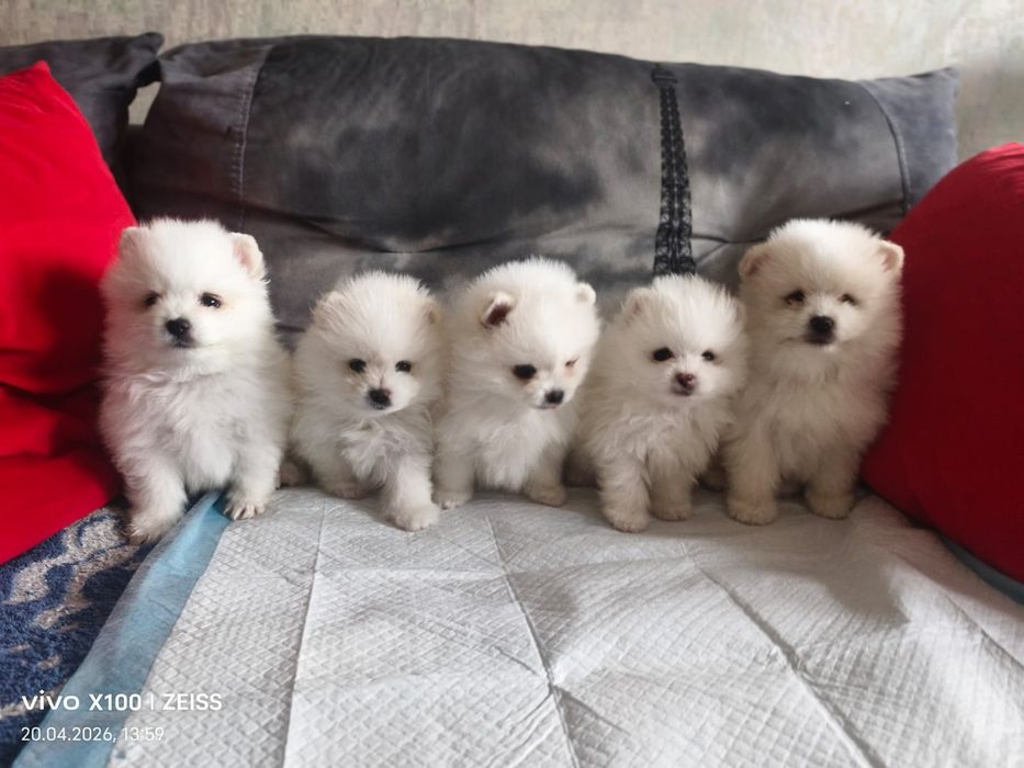 Очаровательные щенки шпица.