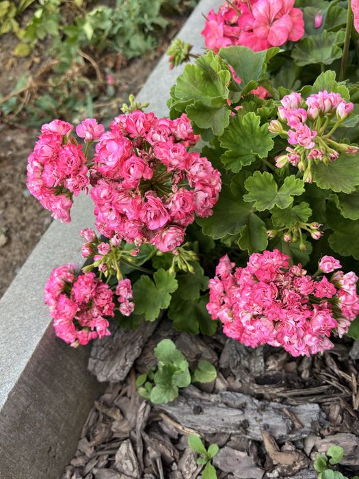Пеларгония сортовая Australian pink rosebud