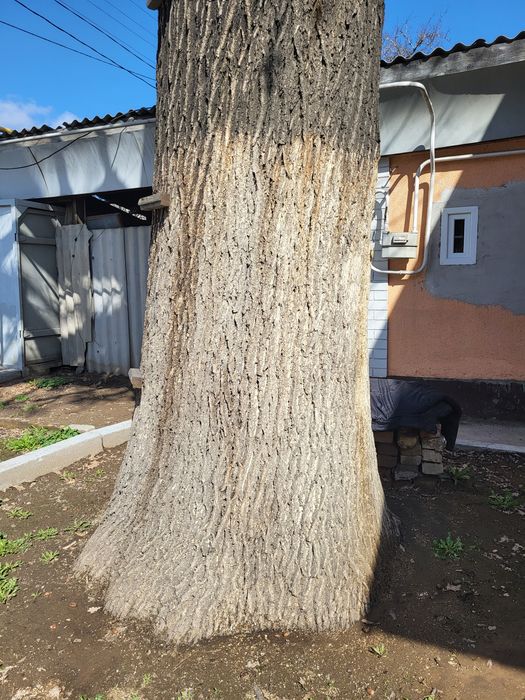 Продам дуб ,Многолетний ,большой