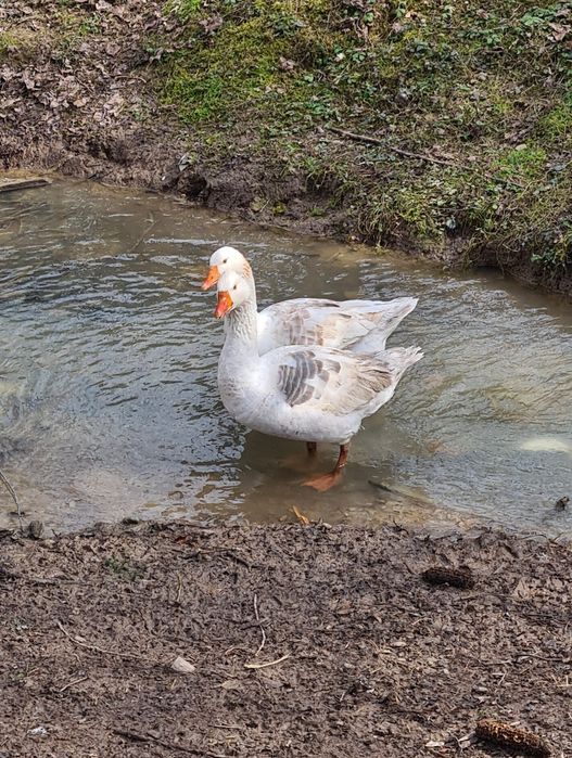 Gâște românești de vânzare