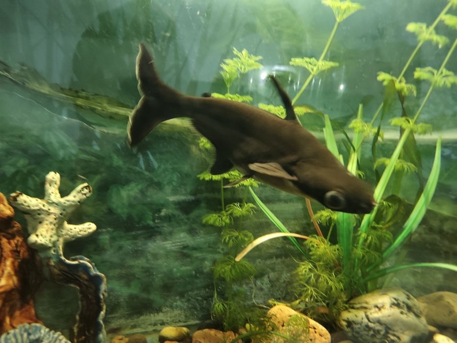 Срочно Акула, Пангасиус