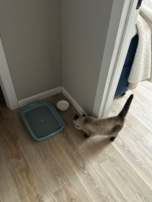 Кошечка подросток сиамская