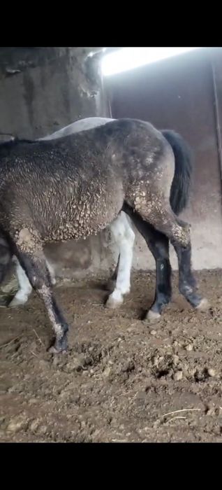 Семіз бордақы 1 жасар тай сатылады срочна