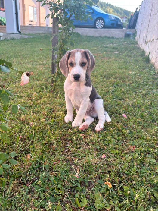 Mascul Beagle blue