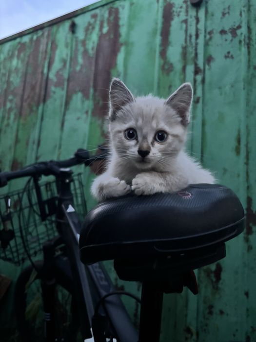 Котята сиамец и охос азулес