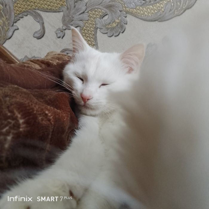 Turk angorasi vyazka