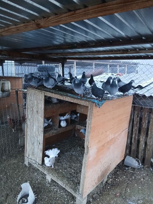 Porumbei voiajori tineri/schimb