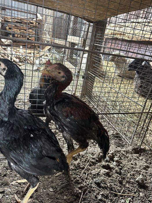 Продам петухи кореец молодые