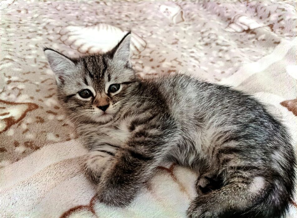 Животные кошечка