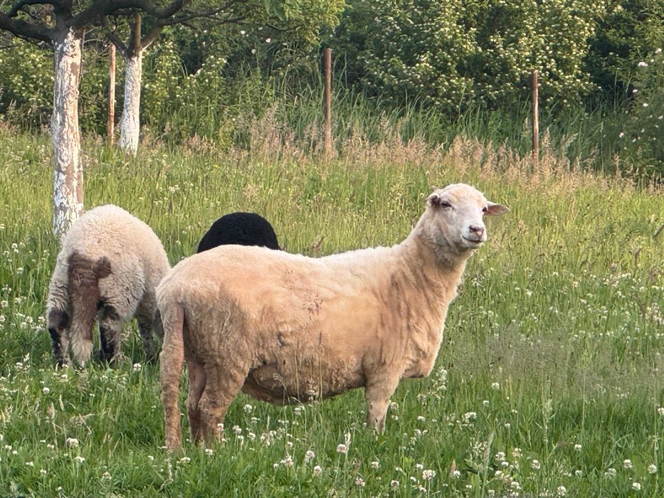 Vand o oaie sanatoasa
