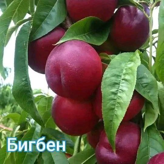 Шафтол кучатлар бор 100% К..