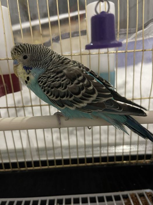 Продам умный папугай