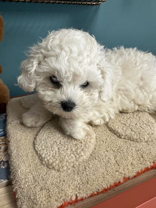 Бишон фризе момче