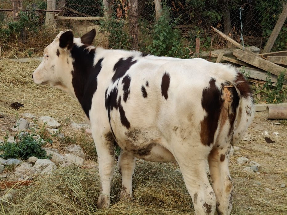 Vând vițică și tăuraș