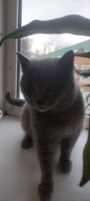 Отдам котика,  британец