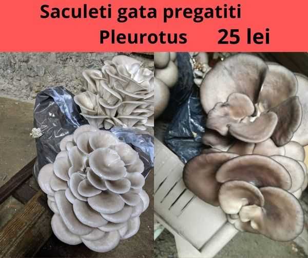 Pachet OFERTĂ – Cultivă Ciuperci Pleurotus chiar la tine acasă!