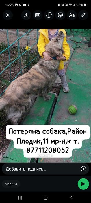 Потеряна собака дворняжка