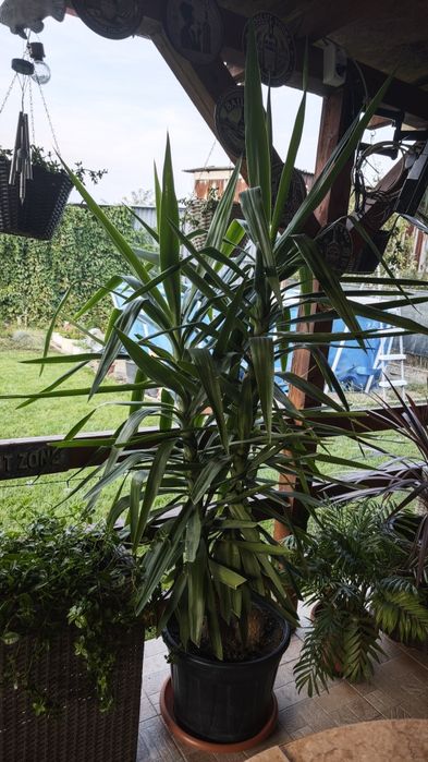 Vând plante yucca 170-180cm