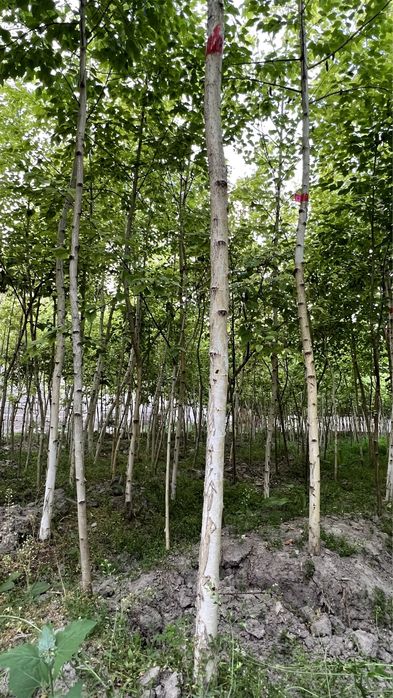 Beryoza берёза oq qayin Ок кайин