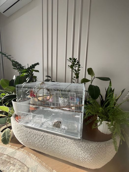 Попугаи неразлучники