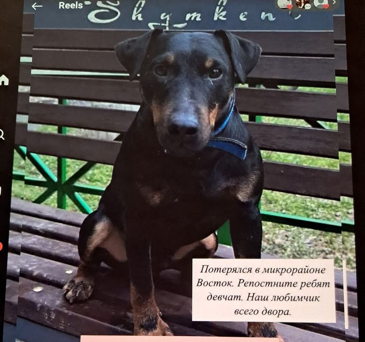 Потерялась собака