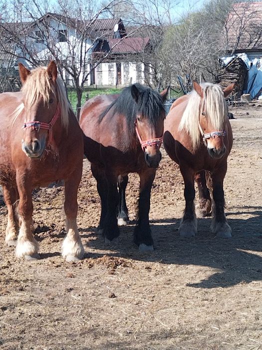 Iepe gestante de vănzare
