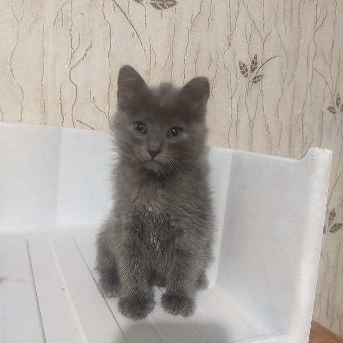 отдам котят 1,5 месяца