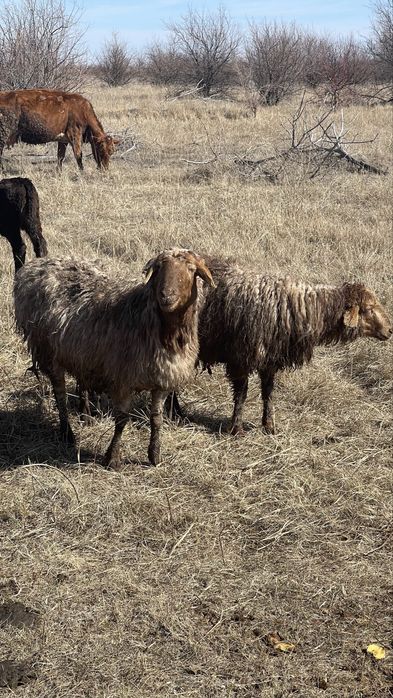 Продаются бараны