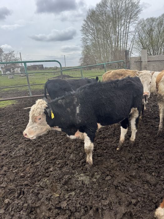 Бука Акбас Ангус