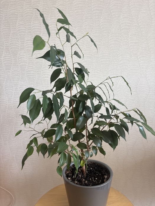 Продам комнатные цветы