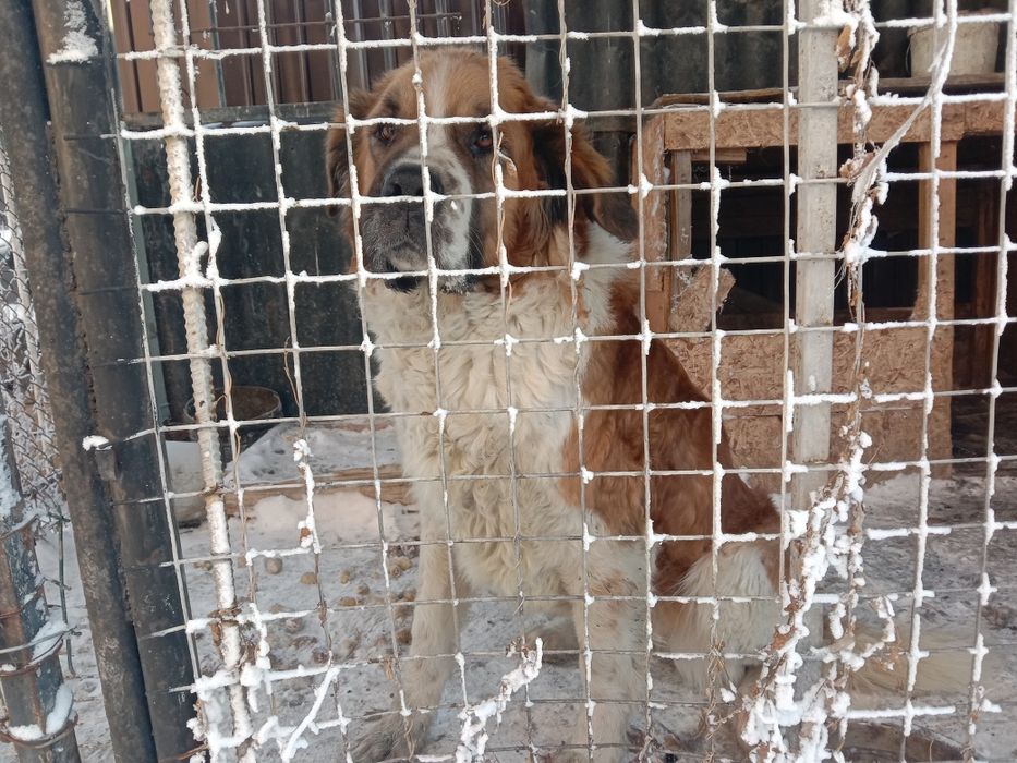 Московская сторожевая