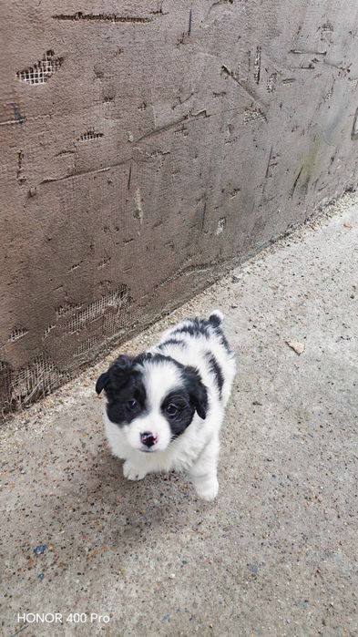 Donez cățeluș 2 luni