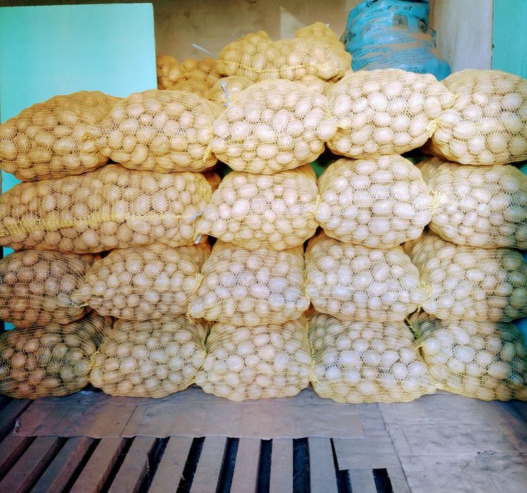 Семе Картофи СОРАЯ клас А