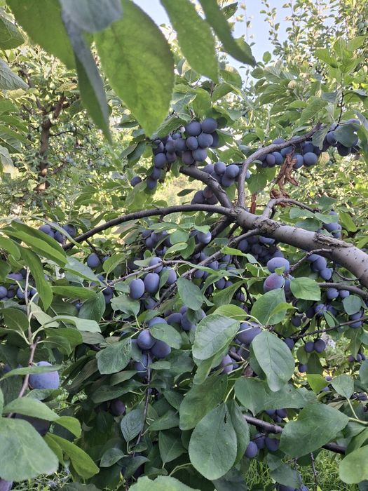 Prune de vânzare