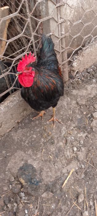 Cocoș metiș australorp