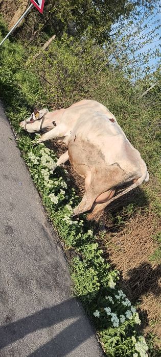 Vaca de vânzare.